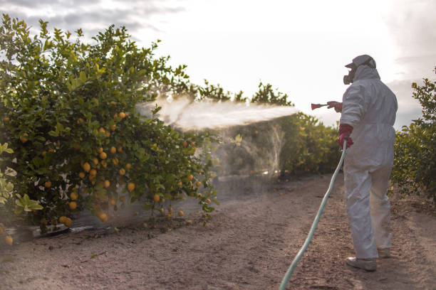 Spider Control Near Me in Irwindale, CA
