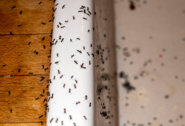 Best Commercial Pest Control Services  in Irwindale, CA